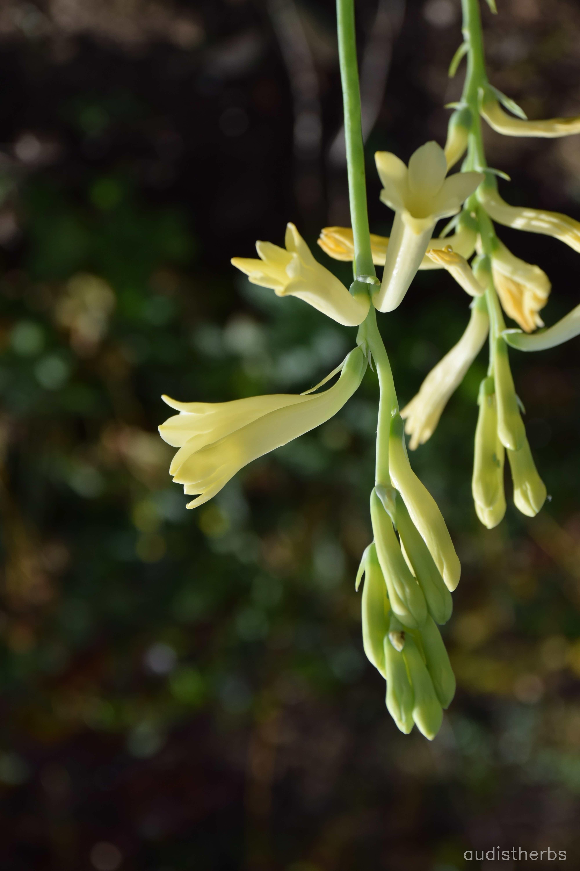 augmented_Polianthes tuberosa flower12_rotated_180.jpeg